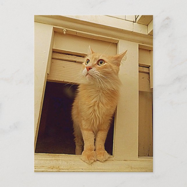 Postal gato debajo de la escalera (Anverso)