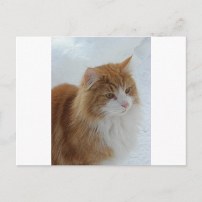 Postal Gato_del_bosque_noruego (Anverso)