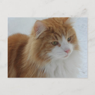 Postal Gato_del_bosque_noruego