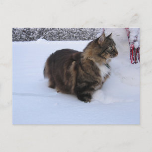 Postal gato del bosque noruego en la nieve