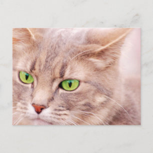 Postal Gato del gatito