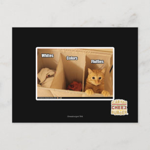 Postal Gato del lavadero