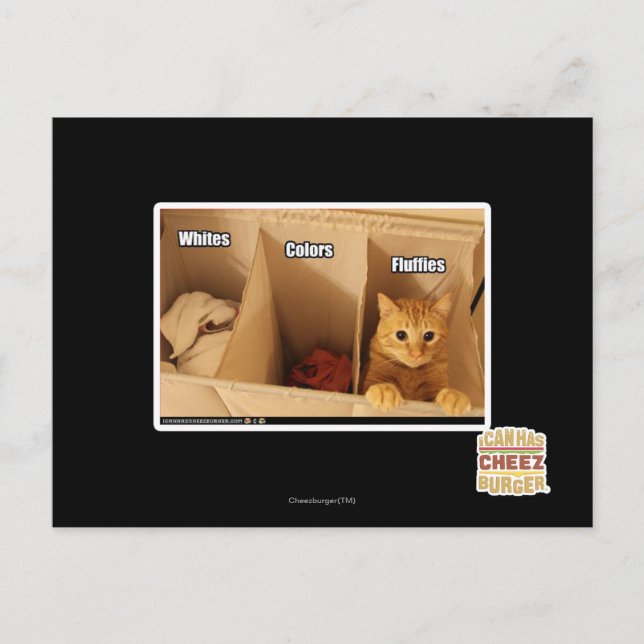 Postal Gato del lavadero (Anverso)