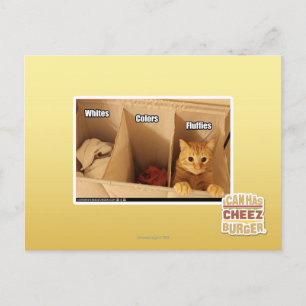 Postal Gato del lavadero