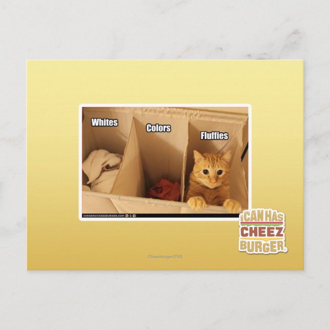 Postal Gato del lavadero (Anverso)