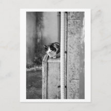 Gato del pueblo