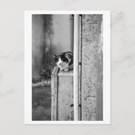 Postal Gato del pueblo