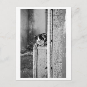 Postal Gato del pueblo