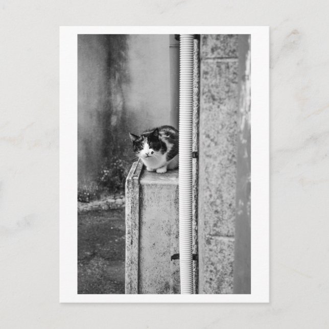 Postal Gato del pueblo (Anverso)