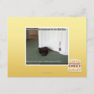Postal Gato del sótano, ligeramente desorientado