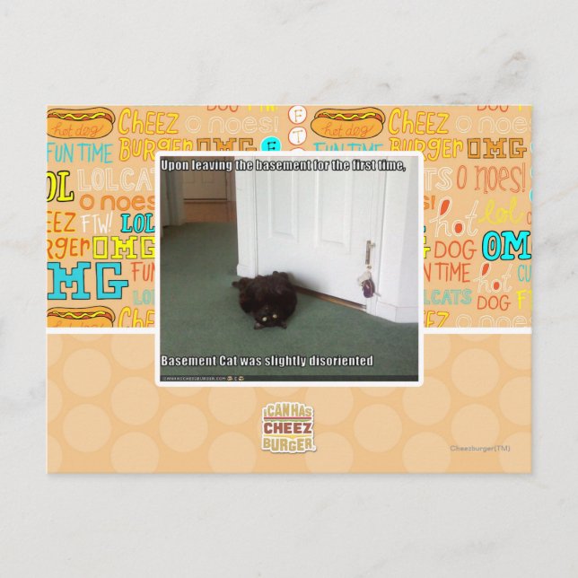 Postal Gato del sótano, ligeramente desorientado (Anverso)