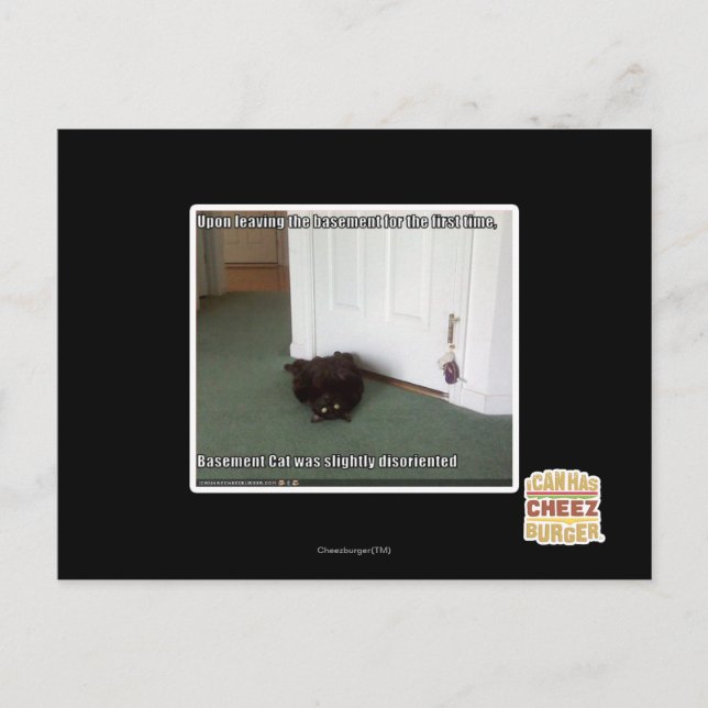 Postal Gato del sótano, ligeramente desorientado (Anverso)