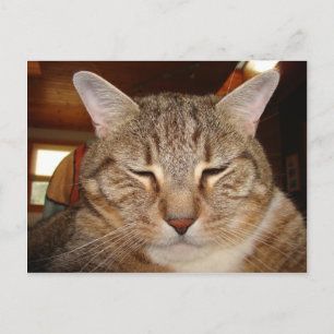 Postal Gato del tigre de Tabby