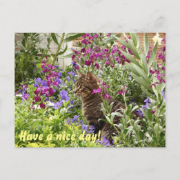 Postal ¡Gato desconcertado!