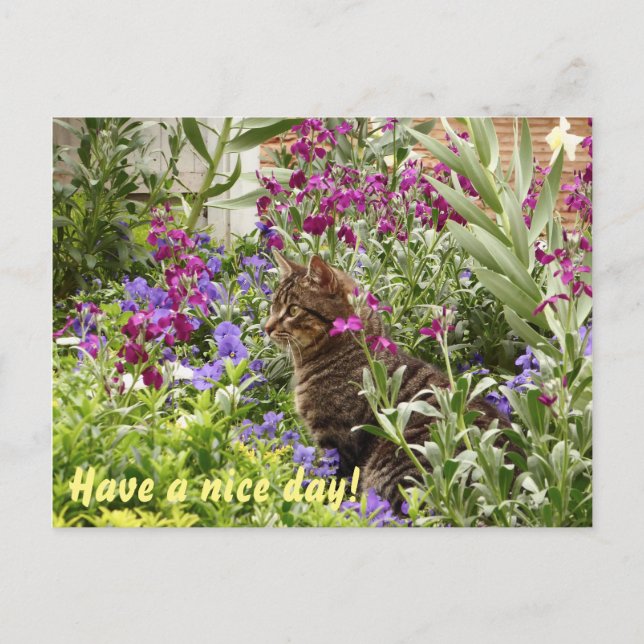 Postal ¡Gato desconcertado! (Anverso)