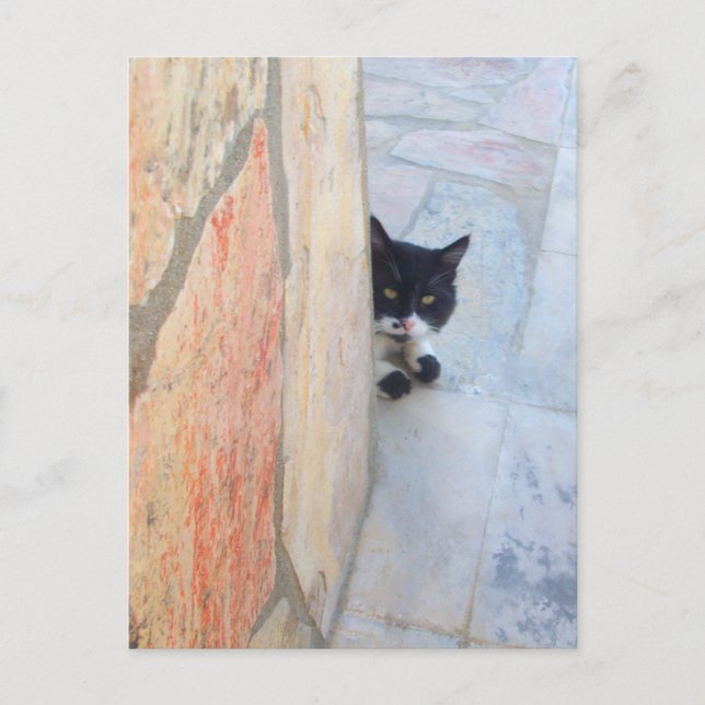 Postal GATO DETECTIVE DETRÁS DEL MURO DE PIEDRA / Día del (Anverso)