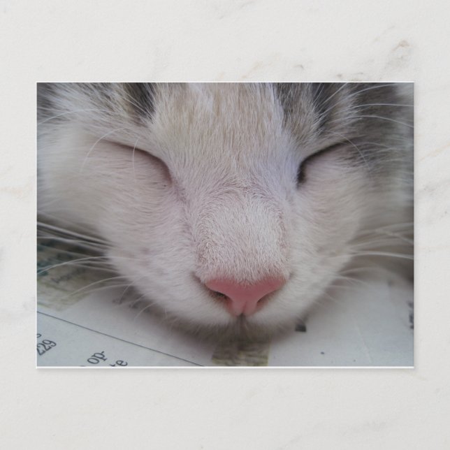 Postal Gato Dormido (Anverso)