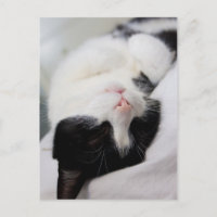 Gato dormido lindo tomcat cara dormir