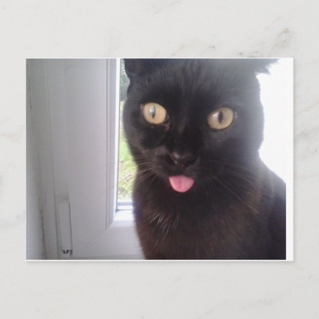 Postal Gato dulce (Anverso)