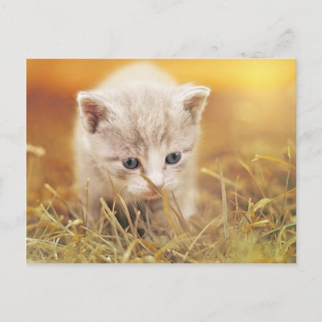 Postal Gato dulce (Anverso)