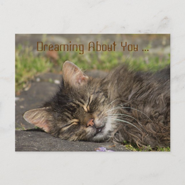 Postal Gato durmiendo (Anverso)