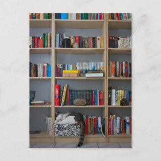 Postal Gato durmiendo en libros de biblioteca