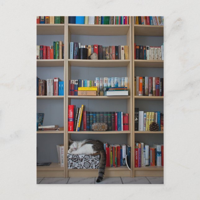 Postal Gato durmiendo en libros de biblioteca (Anverso)