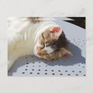 Postal Gato durmiendo en un jardín