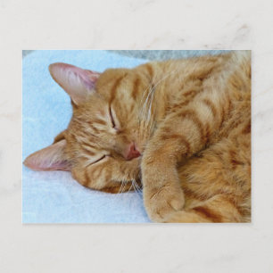 Postal Gato durmiente