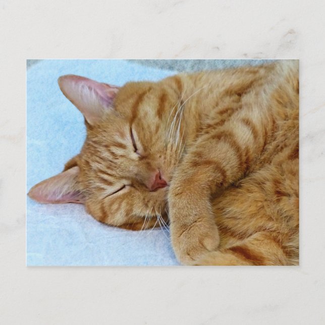 Postal Gato durmiente (Anverso)