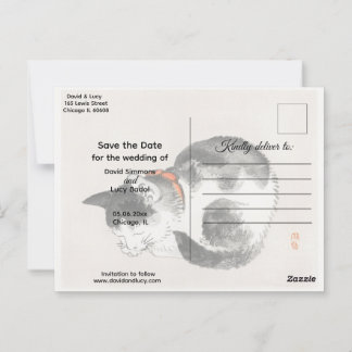 Postal Gato durmiente