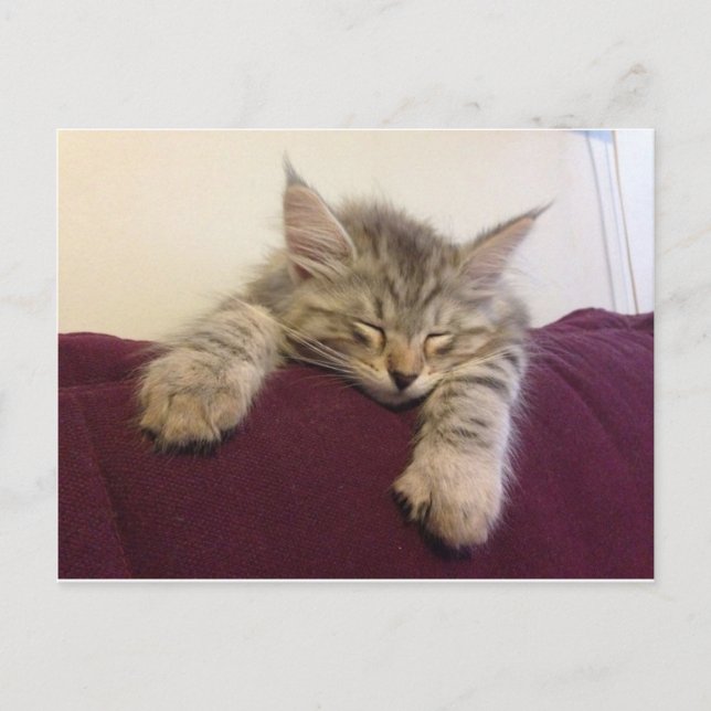 Postal Gato durmiente (Anverso)