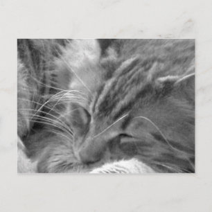 Postal gato el dormir