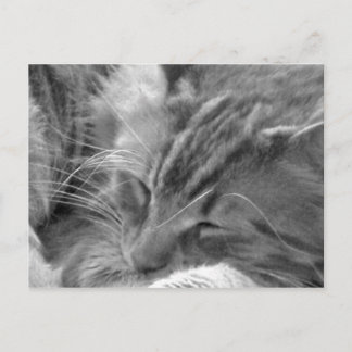 Postal gato el dormir