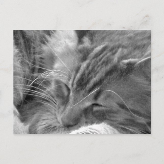 Postal gato el dormir (Anverso)