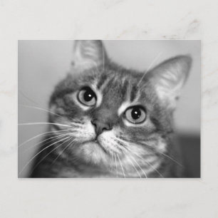 Postal Gato en blanco y negro