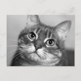Postal Gato en blanco y negro