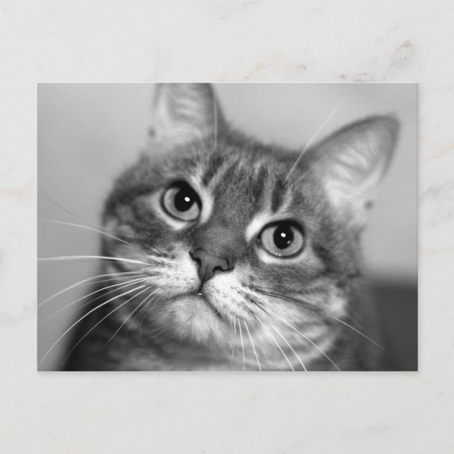 Postal Gato en blanco y negro (Anverso)