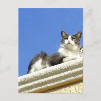 Postal Gato en el balcón