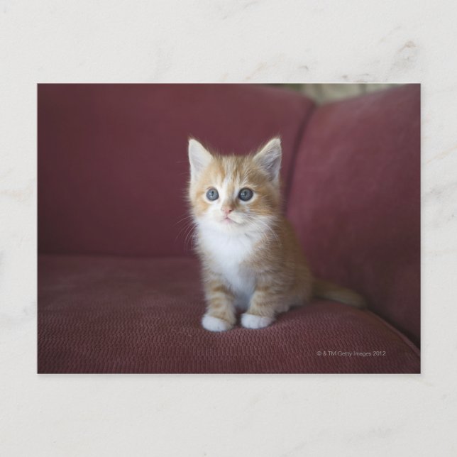 Postal Gato en el sofá (Anverso)