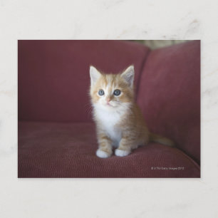 Postal Gato en el sofá