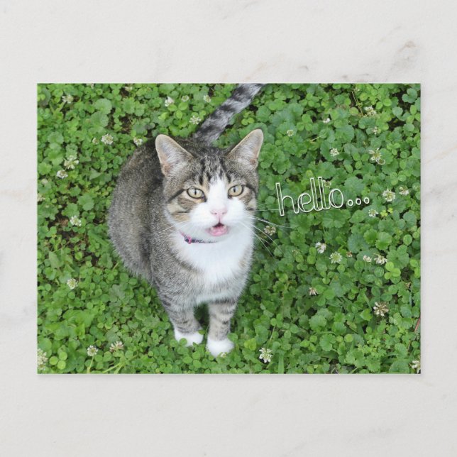 Postal Gato en el trono diciendo hola (Anverso)