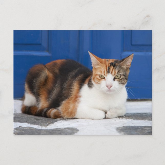 Postal Gato en Grecia (Anverso)