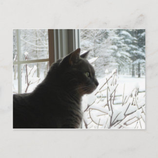 Postal Gato en invierno