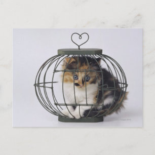 Postal Gato en jaula