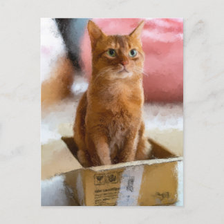Postal Gato En La Caja Cute Arte Digital Kitten