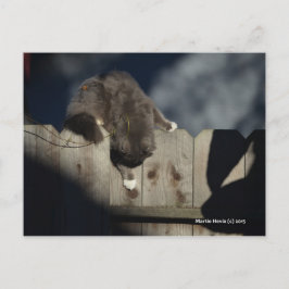 Postal Gato en la cerca (18)