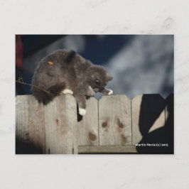 Postal Gato en la cerca (9)
