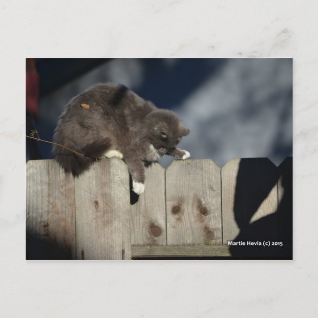 Postal Gato en la cerca (9) (Anverso)