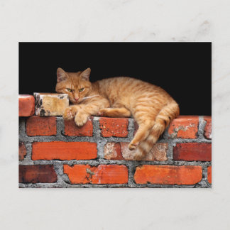 Postal Gato en la pared de ladrillo